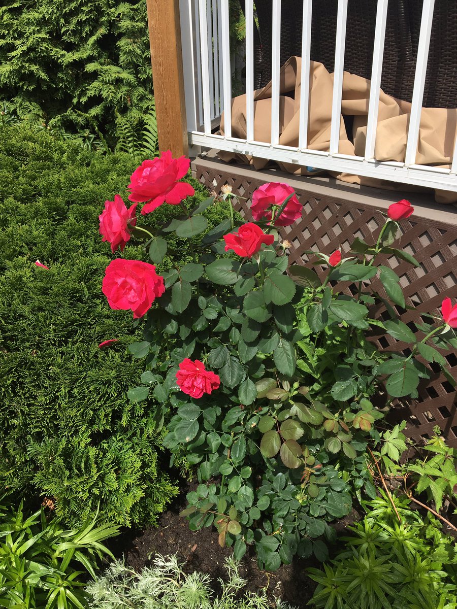 dreskcan's tweet photo. Said farewell to my grandmother this week- a strong, proud #Saskatchewan girl 90 years young; we donated her clothing to @dressforsuccess in #Saskatoon & planted a rose bush in my mom’s flower garden in remembrance- her favourite🌹#4generation picture taken July 2018 ❤️ https://t.co/rFcO8J8Pmm