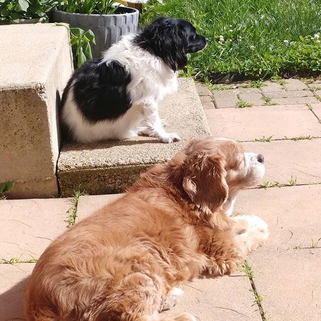 Sunshine Friday! I might not be able to enjoy it, but the pups certainly can! 🐶🐶💞💞🌞☀.
.
.
.
.
.
.
.
.
.
#dogstagram #doggo #dogsofinstagram #dogmom #itsadogslife #pupper #puppers #puppersofinstagram #puppylove #ipreferdogstopeople #dogdays #dogoftheweek #dogoftheday …
