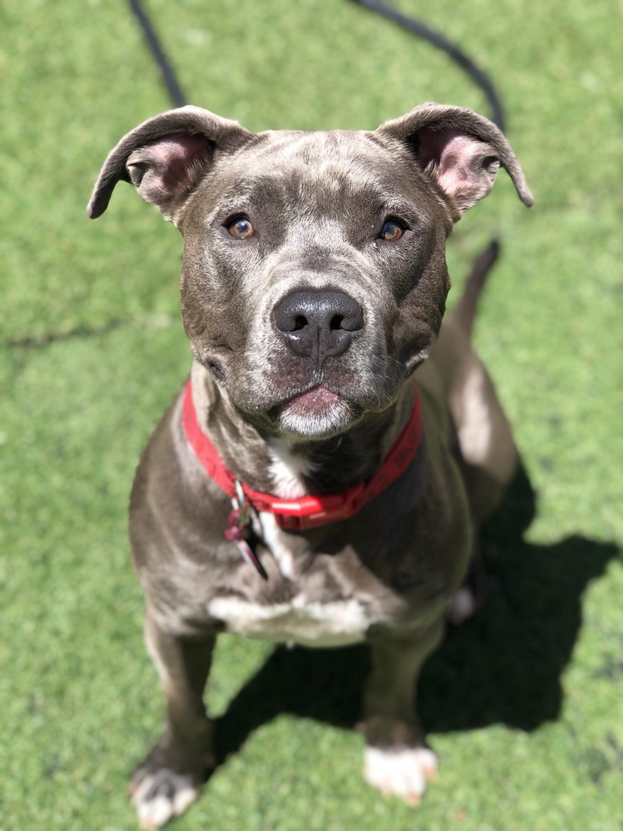 CBWCommerceMI's tweet photo. Enjoying this beautiful day at Camp! ☀️🐾🐶 https://t.co/guTvDuveLP