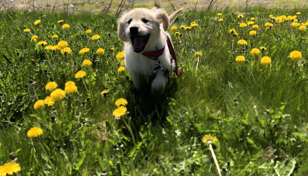 LedwellMaddie's tweet photo. @scienceworldca Meet Gibson! https://t.co/P7ROhnvdsT