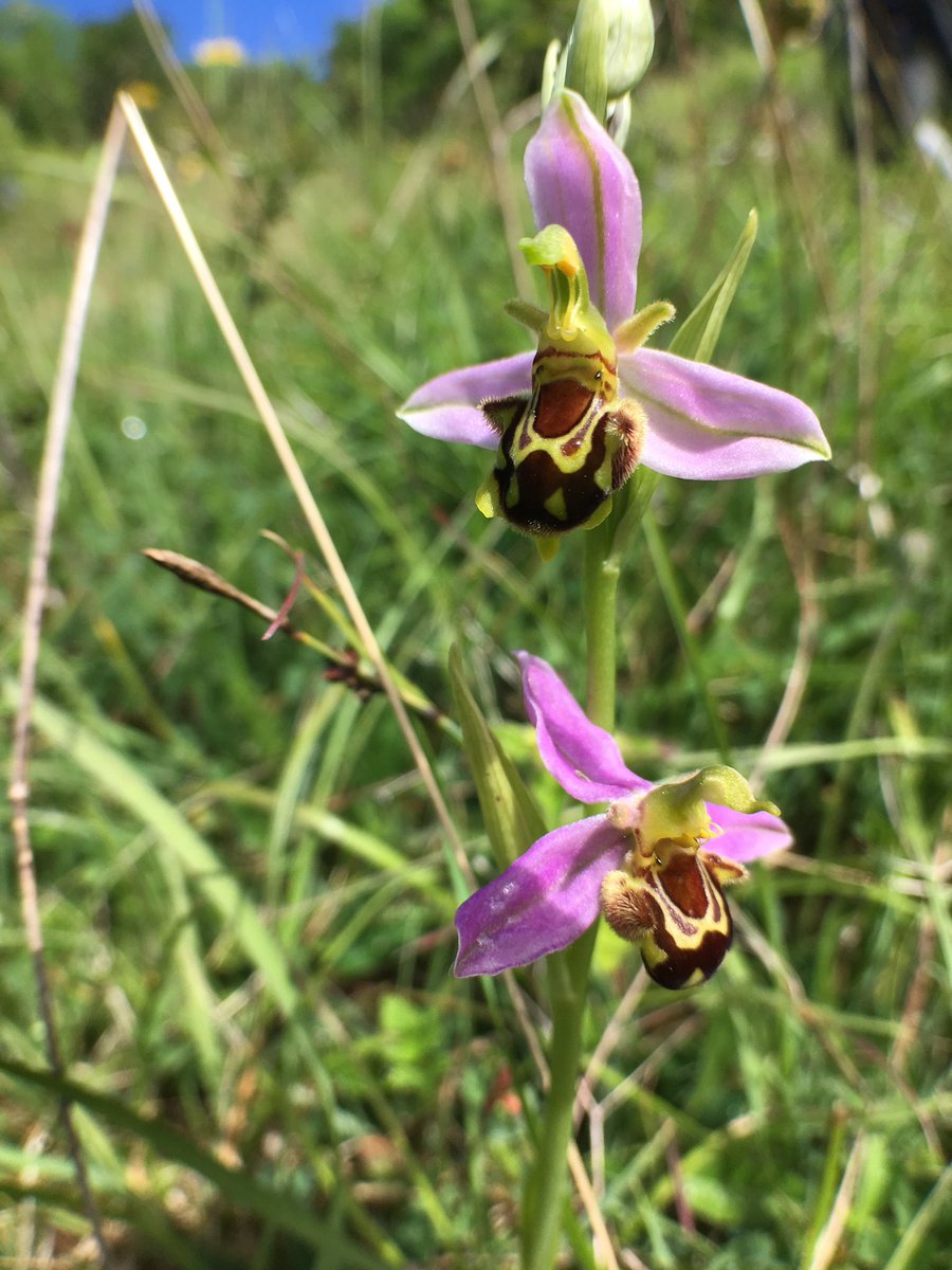 GoatTony's tweet photo. These stunning Bee, Butterfly, Pyramidal and Common Spotted Orchids were hiding amongst the grasses on a South-facing slope in St Catherine’s Valley just north of Bath yesterday.#30DaysWild https://t.co/5uuIuPlPh4