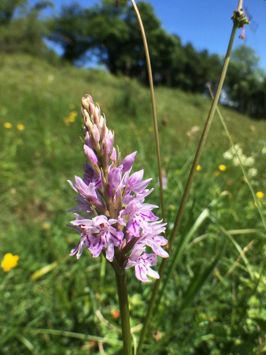 GoatTony's tweet photo. These stunning Bee, Butterfly, Pyramidal and Common Spotted Orchids were hiding amongst the grasses on a South-facing slope in St Catherine’s Valley just north of Bath yesterday.#30DaysWild https://t.co/5uuIuPlPh4