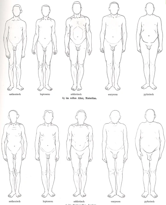 体型分類。添付は医学書系解剖学書に掲載された図版だが、美術系の書籍にも欲しい。美術解剖学は人体や生物の外形と内部構造と美術表現を結びつける教育や研究であって、絵の描き方ではない。ランツ『臨床解剖学』より。 
