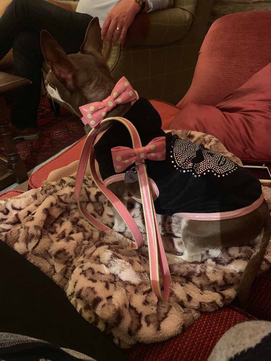 Hey <a href="/hollyandlil/">HollyandLil</a> Im staying <a href="/PeakedgeHotel/">Peak Edge Hotel, Red Lion Pub and Restaurant</a> beautiful doggy friendly hotel staff r lovely &amp; have made a huge fuss of little me . Im off 2 <a href="/The_RHS/">The RHS</a> tomorrow chatsworth show and doggys R welcome so will b fun .Got 2say I rocked your collars and leads tonight in the bistro #celebdog
