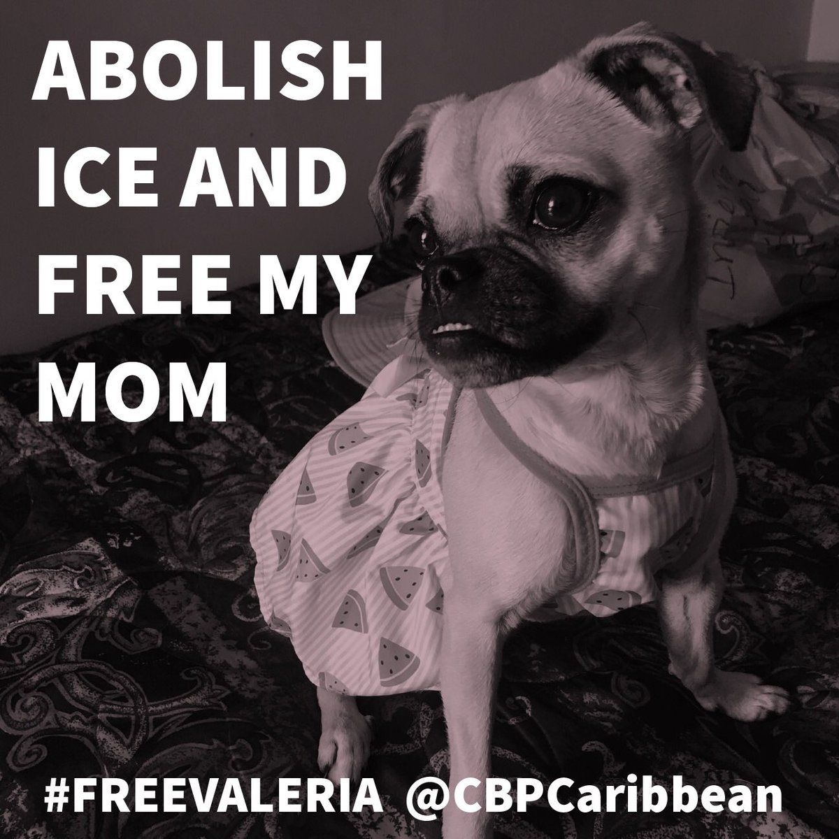 CA Immigrant Youth tweet media