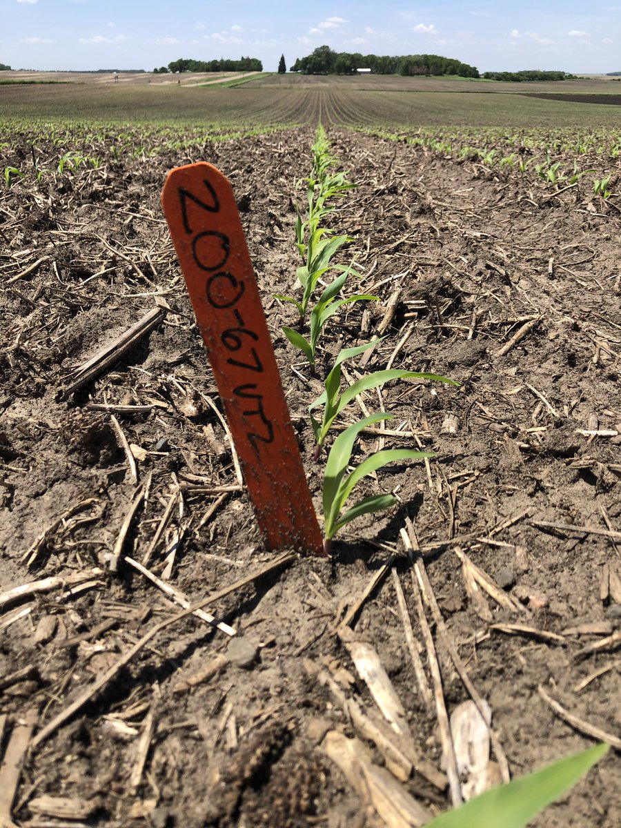 Keep an eye on this new <a href="/ChannelSeed/">Channel Seed</a> hybrid.  🚀 out of the ground!  Next BIG hybrid for MN growers #FieldCheckUpFriday <a href="/ChannelMinn/">Channel Minnesota</a>