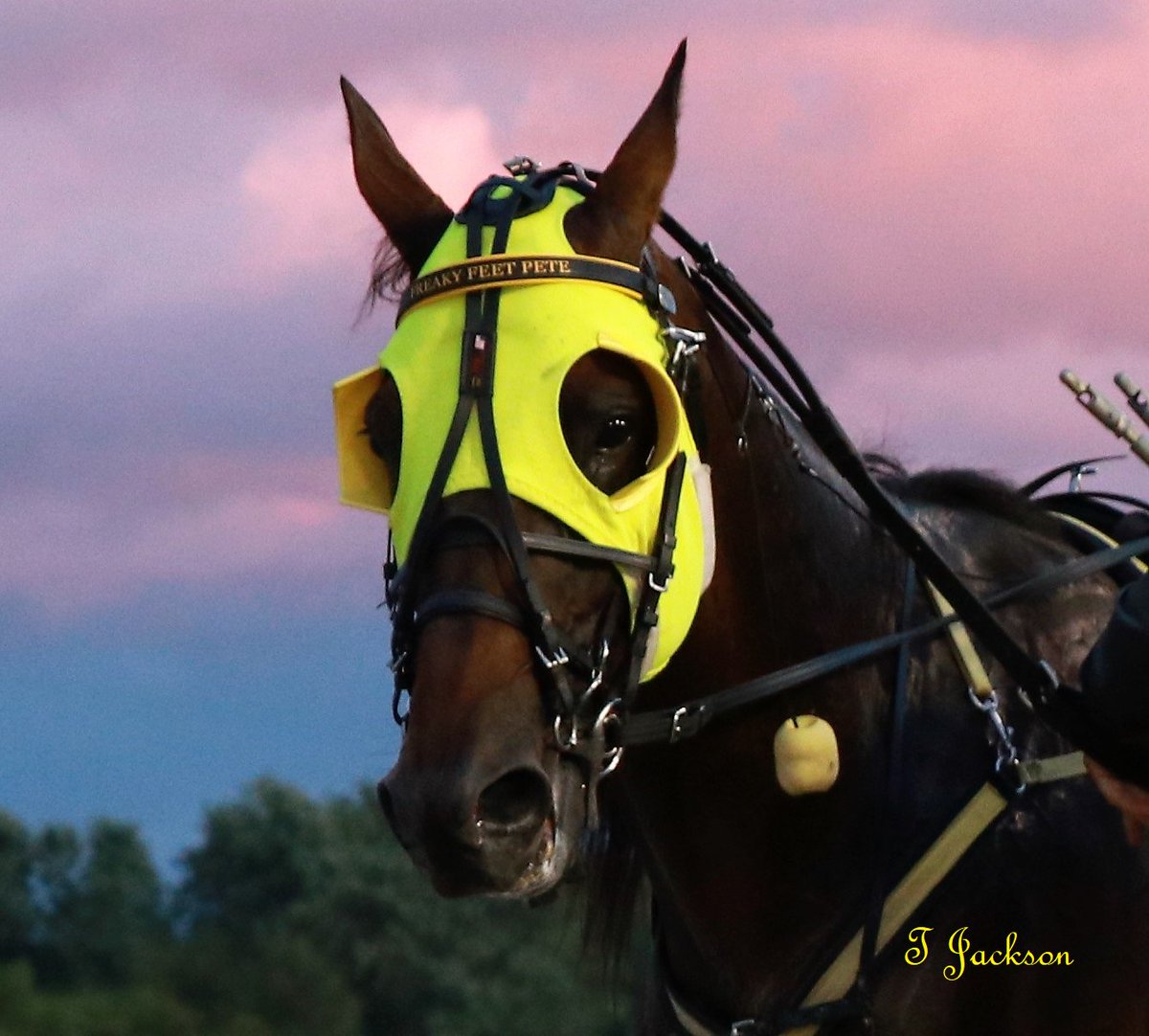 hoosiernations's tweet photo. R10 tonight @HoP_Racing has
#FreakyFeetPete pp1 @TraceTetrick 

#CastleFlight pp6 @miller_lewayne 

🍀GoodLuck🍀 @rheinheimerm @JRhein98 @NateRheinheimer @28SarahSue @ddracing11 @HPEmilyG #PlayHP https://t.co/q3ypMA9C0O