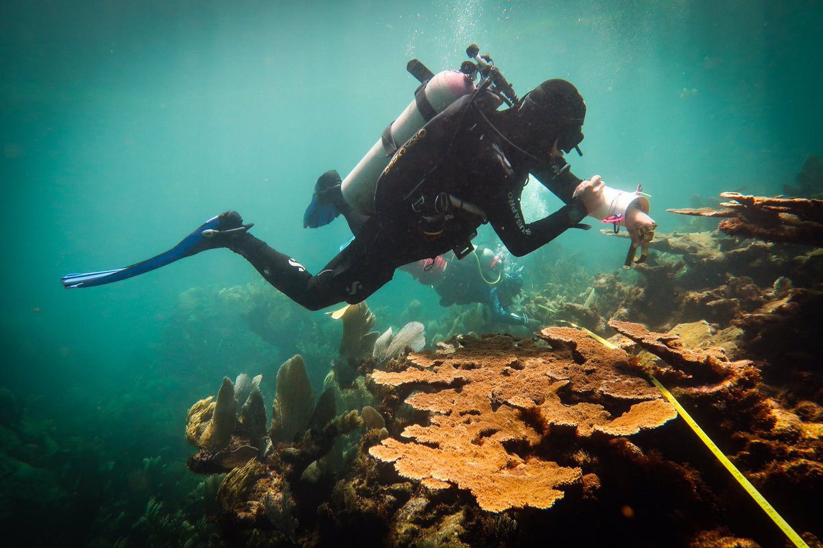 InesLange9's tweet photo. Last day of a great workshop teaching scientists and marine park managers how to use our #ReefBudget method. With Chris Perry (#UniofExeter) Derek Manzello (#NOAA) and @LAlvarezFilip and his awesome BARCO lab (#UNAM) https://t.co/7tiGtt8SHn