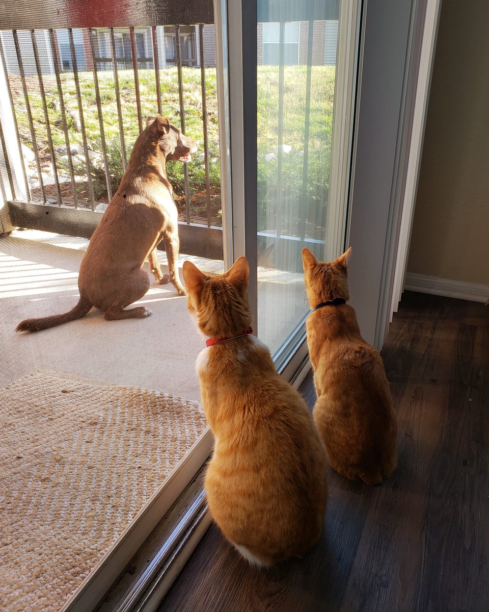 drkarenbecker's tweet photo. These fur babies keep their home filled with sloppy kisses, tail wags and unconditional love. ❤️ #FanPicsFriday
Do you have an adorable photo of your pet? Share them in the comments section and get a chance to be featured on our page! https://t.co/Xesmd7avfY