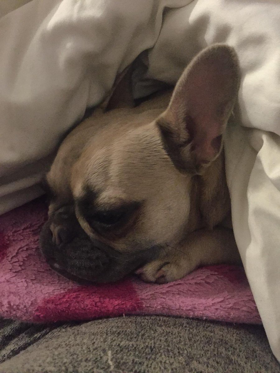 SarahNapper's tweet image. Dogs truly make the world a better place with their precious innocence 😍😍