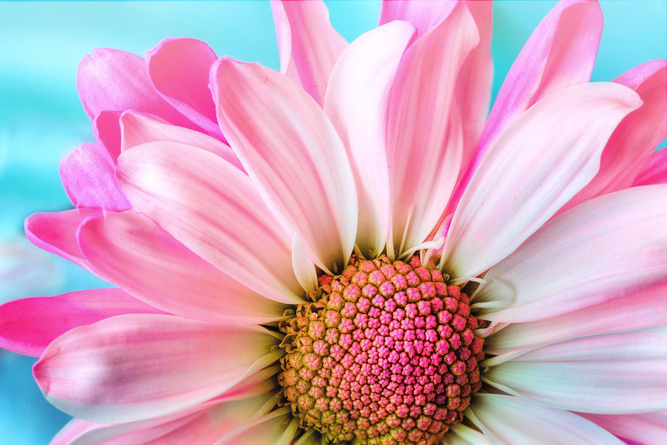 espumafloral's tweet photo. #LaVidaEsPara alegrarla con flores.
#EspumaFloral #Floricel https://t.co/2E0x3khPZq