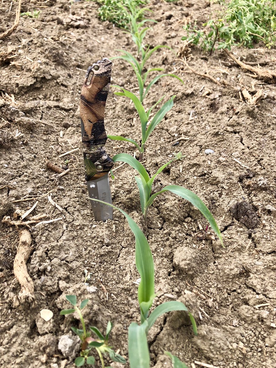 aerroTpalm's tweet photo. Some #enogen #standcounts out by Redlodge Montana. Not everyday you get views like this checking #corn fields. Thank you Town and Country Coop for being a #NKSeeds #Partner @SyngentaUS @WinFieldUnited @LandOLakesInc https://t.co/2UYe5dGUgp
