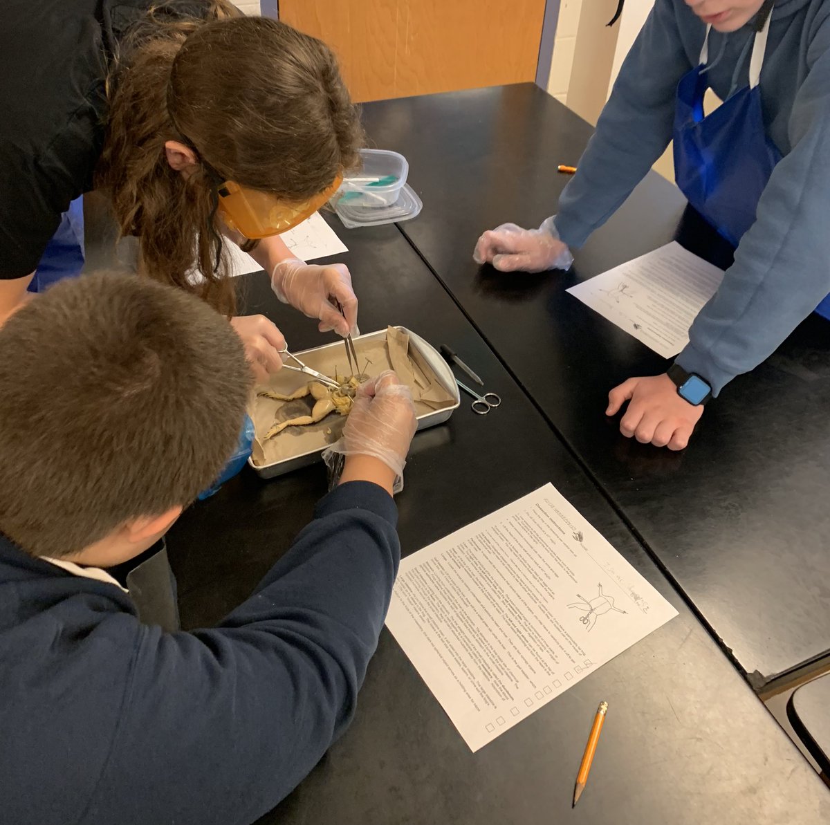 Kate_Chall's tweet photo. Frog 🐸 dissecting today! These are future famous scientists in the making!#challscience @TMStiger1 https://t.co/Q3KFyLgYdf