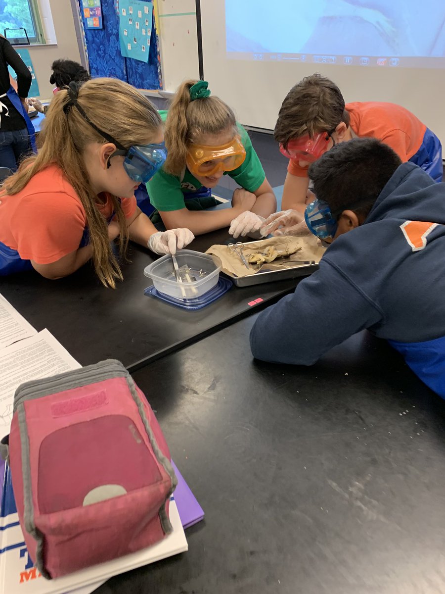 Kate_Chall's tweet photo. Frog 🐸 dissecting today! These are future famous scientists in the making!#challscience @TMStiger1 https://t.co/Q3KFyLgYdf