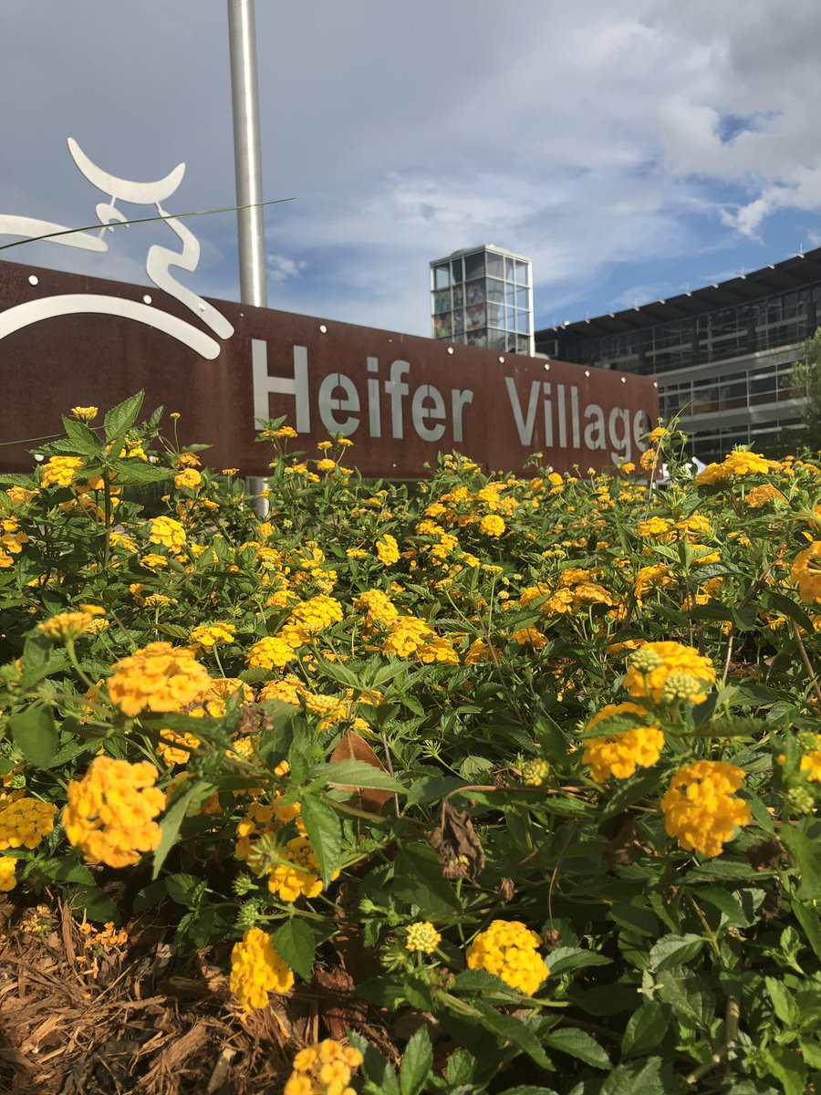 Heifer's tweet photo. Tonight is our seventh annual #FeastintheField presented by @SyscoArkansas to raise funds to help small-scale farmers right here in Arkansas! https://t.co/MZQ1ZrH5ce