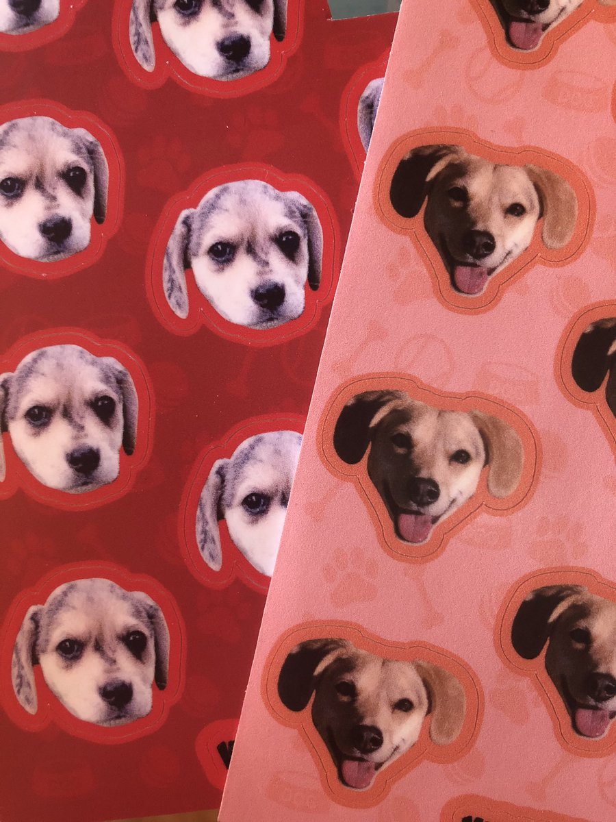 LouiePBO's tweet photo. 🎊 CONTEST ALERT 🎊

Want more Louie in ur life? Like free swag? 😍

Win: A #LouCrew sticker of ur choice 

- Follow!
- Retweet this!
- Comment where you would stick me for 1 extra entry!
- Winners announced 7.14!

#DogsOfTwitter #Dogs #DogLovers #Contest #StickerSwag #FridayFun https://t.co/HNnlaaUhJY
