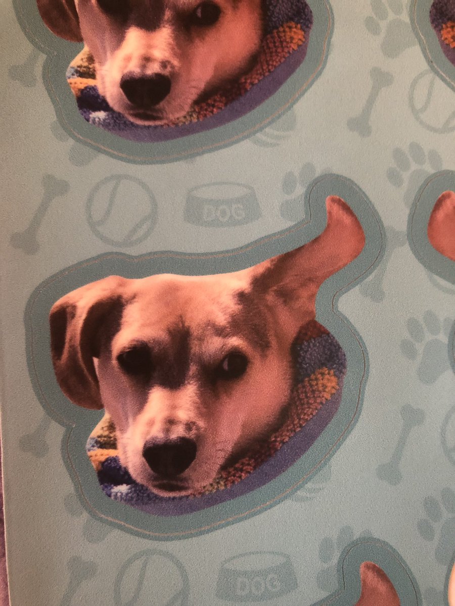 LouiePBO's tweet photo. 🎊 CONTEST ALERT 🎊

Want more Louie in ur life? Like free swag? 😍

Win: A #LouCrew sticker of ur choice 

- Follow!
- Retweet this!
- Comment where you would stick me for 1 extra entry!
- Winners announced 7.14!

#DogsOfTwitter #Dogs #DogLovers #Contest #StickerSwag #FridayFun https://t.co/HNnlaaUhJY