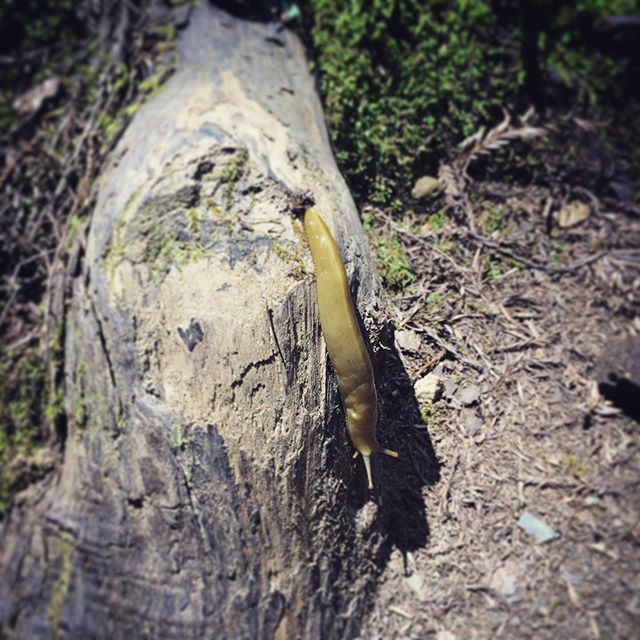 LeatherAndInk's tweet photo. anyway, here’s a banana slug  in #muirwoods... .
.
.
#smallfriend #travel #redwoodforest #adventure #bananaslug #wildlife https://t.co/wQ713dy8hp https://t.co/Zhn3f9BvoF