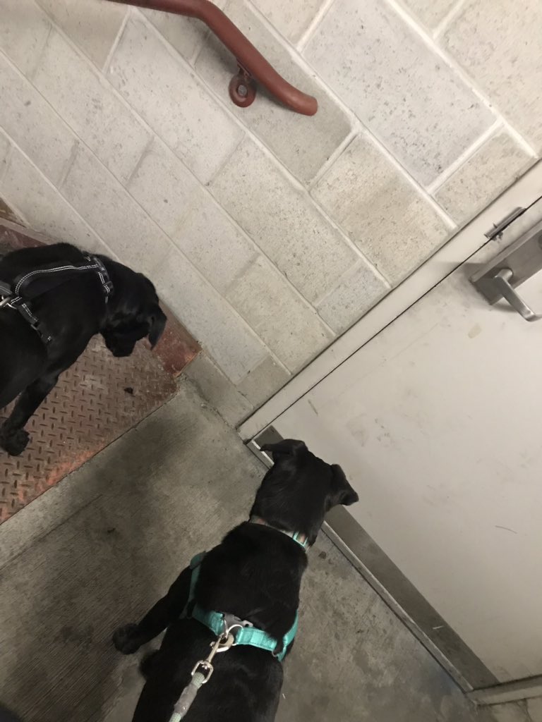 Meghandy7's tweet photo. I am locked in a stairwell at prov mall parking garage rn on the phone w/ security who can’t find me lmao my poor pups!!! https://t.co/fhl7CBTrQm