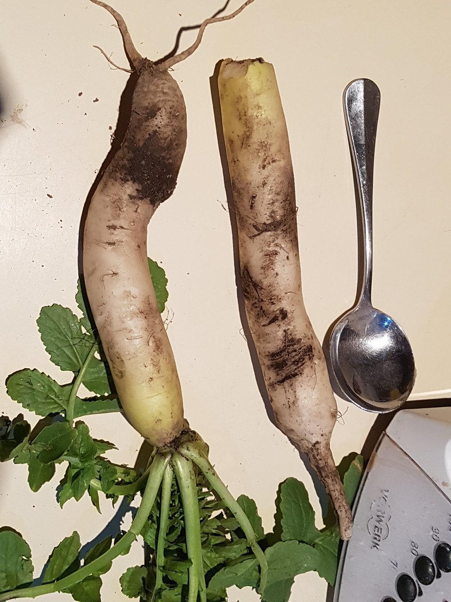 Tillage raddish sown april 2018. #betterlatethannever