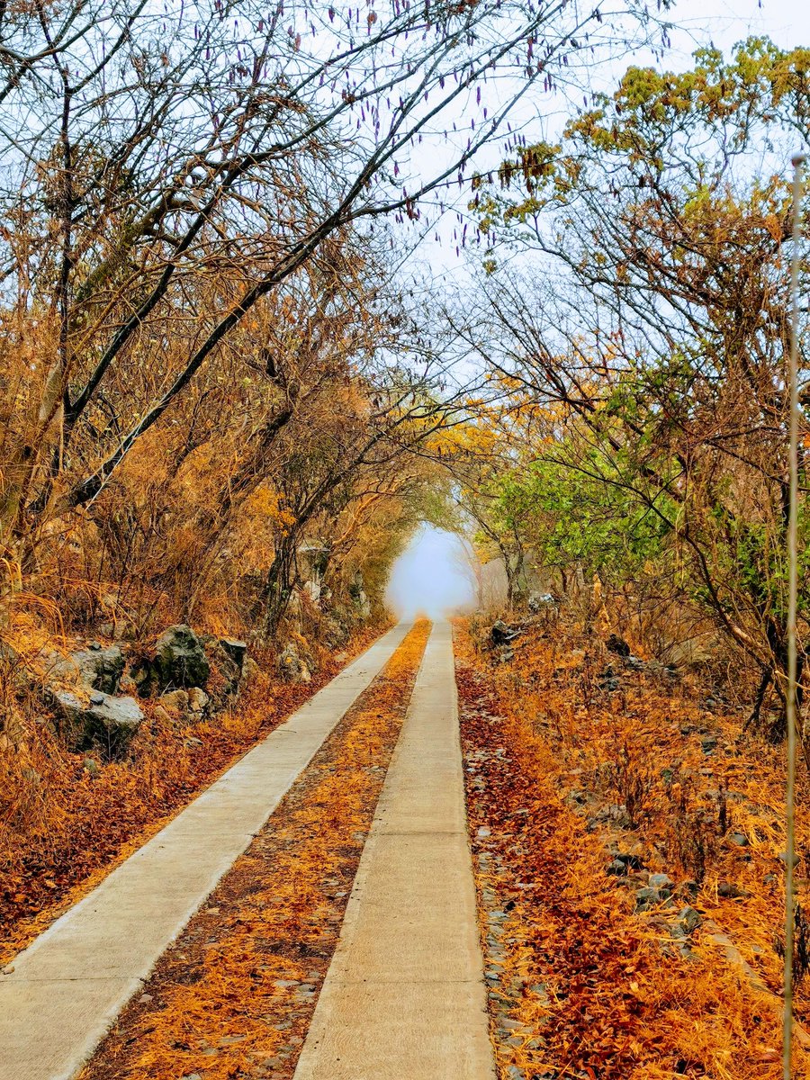 papiringocamilo's tweet image. De los caminos que da gusto recorrer en la #RB Sierra de Manantlán. #CerroGrande es un sitio de 45 mil hectáreas en los estados de #Colima y #Jalisco que brinda agua a más de  350 mil personas. #Conservando #ANP @CONANP_mx @SEMARNAT_mx