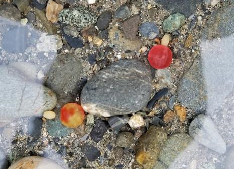 bestfishingbead's tweet photo. Here is what our Bloody Cheese and Mottled Pink look like in the water. https://t.co/rDIohsg8t0

#Steelhead #Fishing #Beads #Lures #SCB #StoneColdBeads https://t.co/pmoRZgSQ57