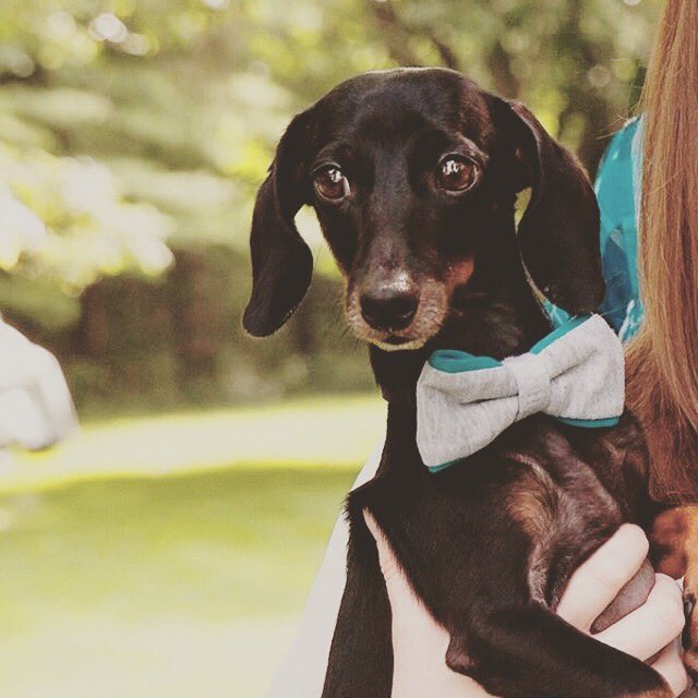Calvin looking sharp. #dachshund #dogsoftwitter
