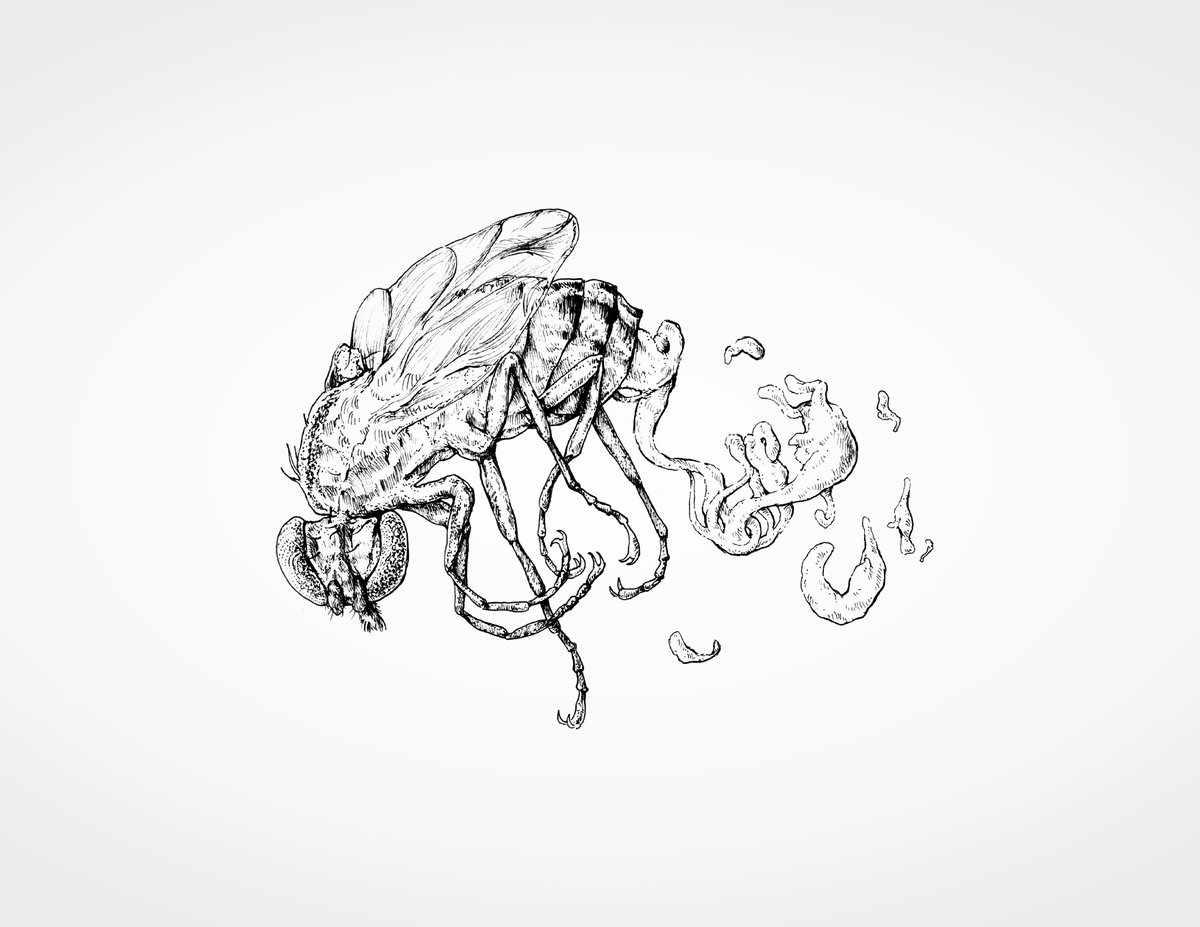 Evisceration of a Fly.
Ink drawing on paper, edited in Photoshop.
#art #drawing #inkdrawing #traditionalart #insect