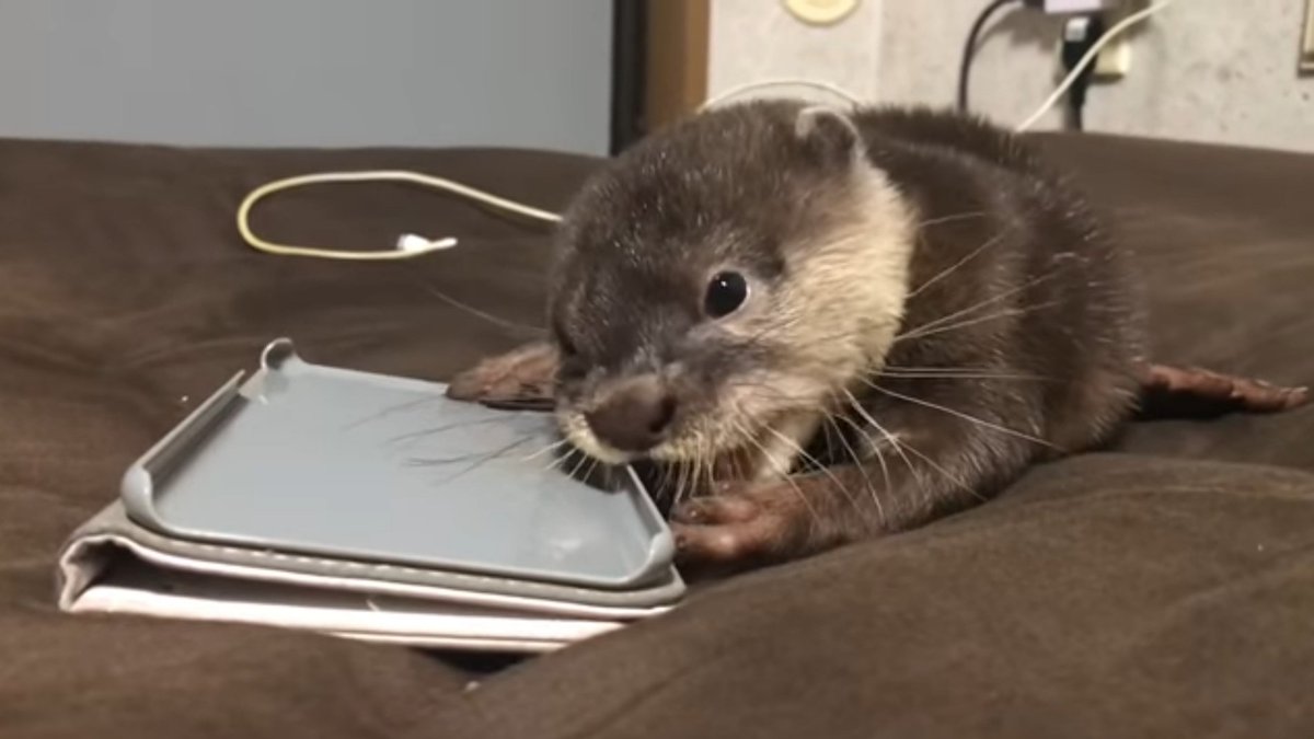 カワウソしゃもじ カワウソしゃもじ