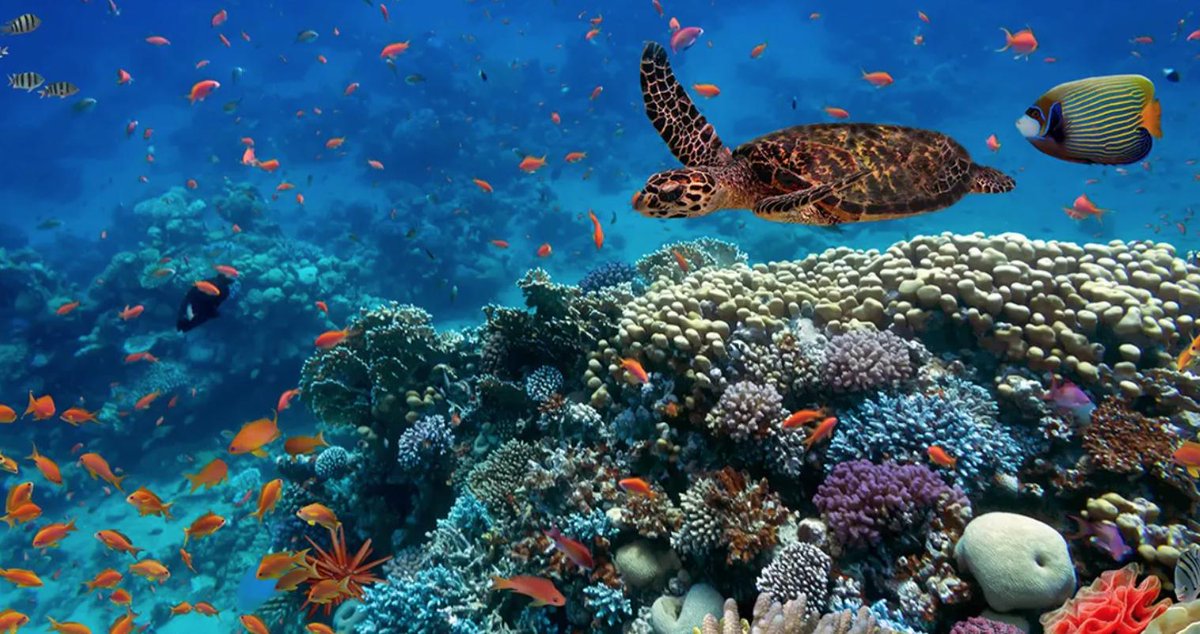 PlasticPollutes's tweet photo. 5 things to know about the state of our oceans for World Oceans Day. @EcoWatch https://t.co/erQq6MmZ8D