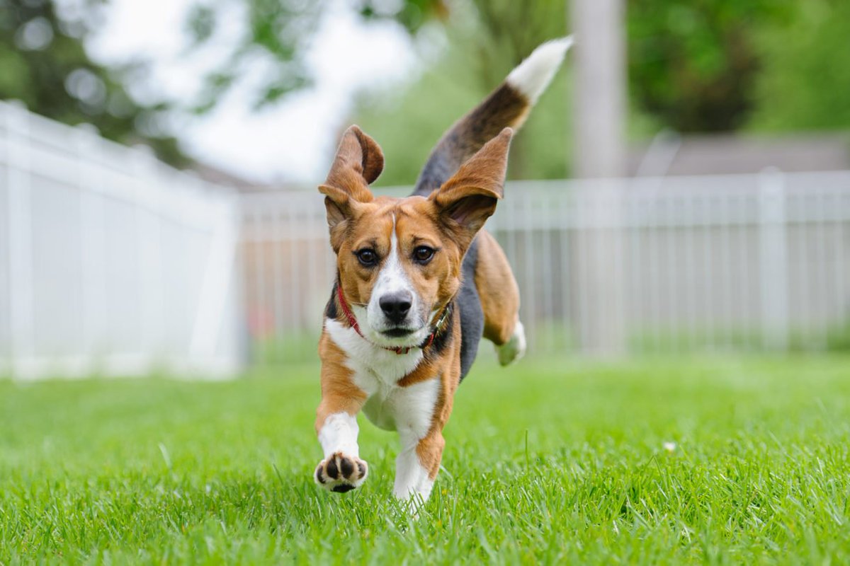 humaneworldorg's tweet photo. Good news! 🎉 

10 states now encourage adoption of research dogs into loving homes: https://t.co/msH2EVQi7r https://t.co/SQg4Zyfdug