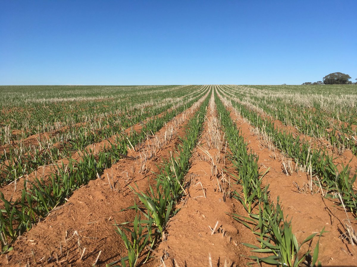 rick_rundell's tweet image. #Seedmaster seed applied front and back boot