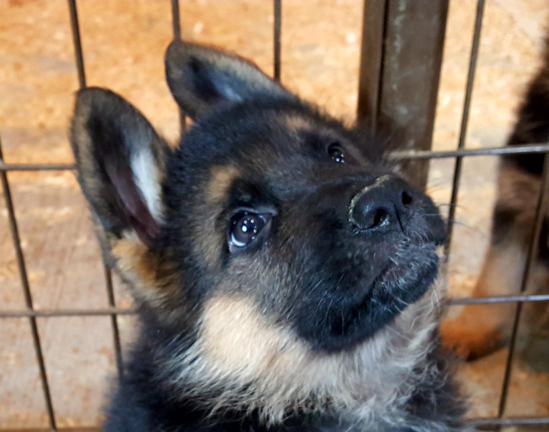 FirstBiteJigs's tweet image. A new addition to the family.