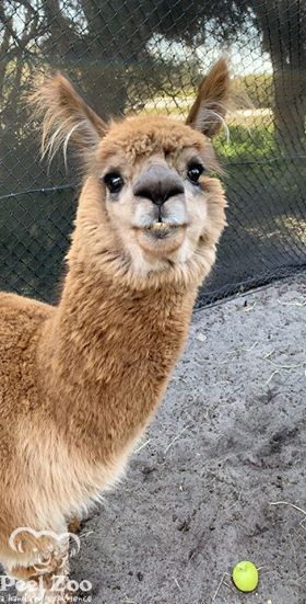 PeelZoo's tweet photo. Paca the Poser!
Thank you Claire for your snap.
Paca is a bit of an unusual boy, he had a few little birth defects which mean he has slightly awkward teeth and will never grow as big as our other alpacas.
But he packs in a lot of personality and we all love him to bits. https://t.co/kPy0W1Blax