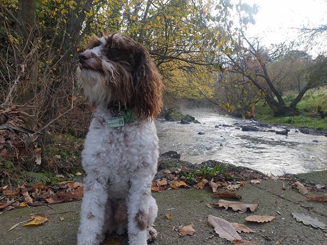 MiaReadsBooks's tweet photo. Great morning for a walk along Merri Creek! 
#Hunter #huntertheschnoodle #schnoodle #schnoodlesofinstagram #dogoftheday #dailydog #dogstagram #doglife #petlife #dogsofaustralia #instadog #doglife #doglover #lovedogs #ohmydog #Melbourne #dog #dogs #hipste… https://t.co/oXvN7oPrMH https://t.co/SiIp3WfK4z