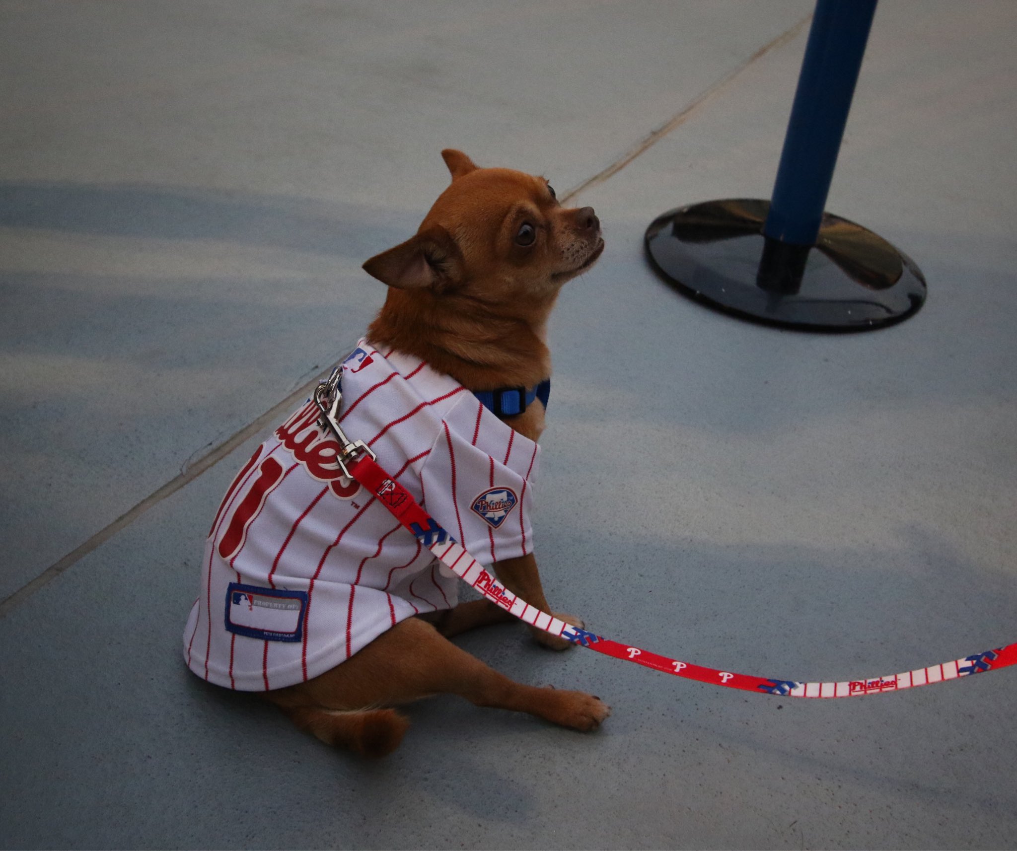 Philadelphia Phillies on X: We have SO many good boys and girls at the  yard tonight. 😍  / X