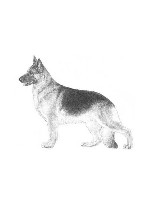 fidofinder's tweet photo. Found dog in North Hollywood, CA US (91605) #founddog https://t.co/BOxgPgAIaF https://t.co/XIaW2fznJU