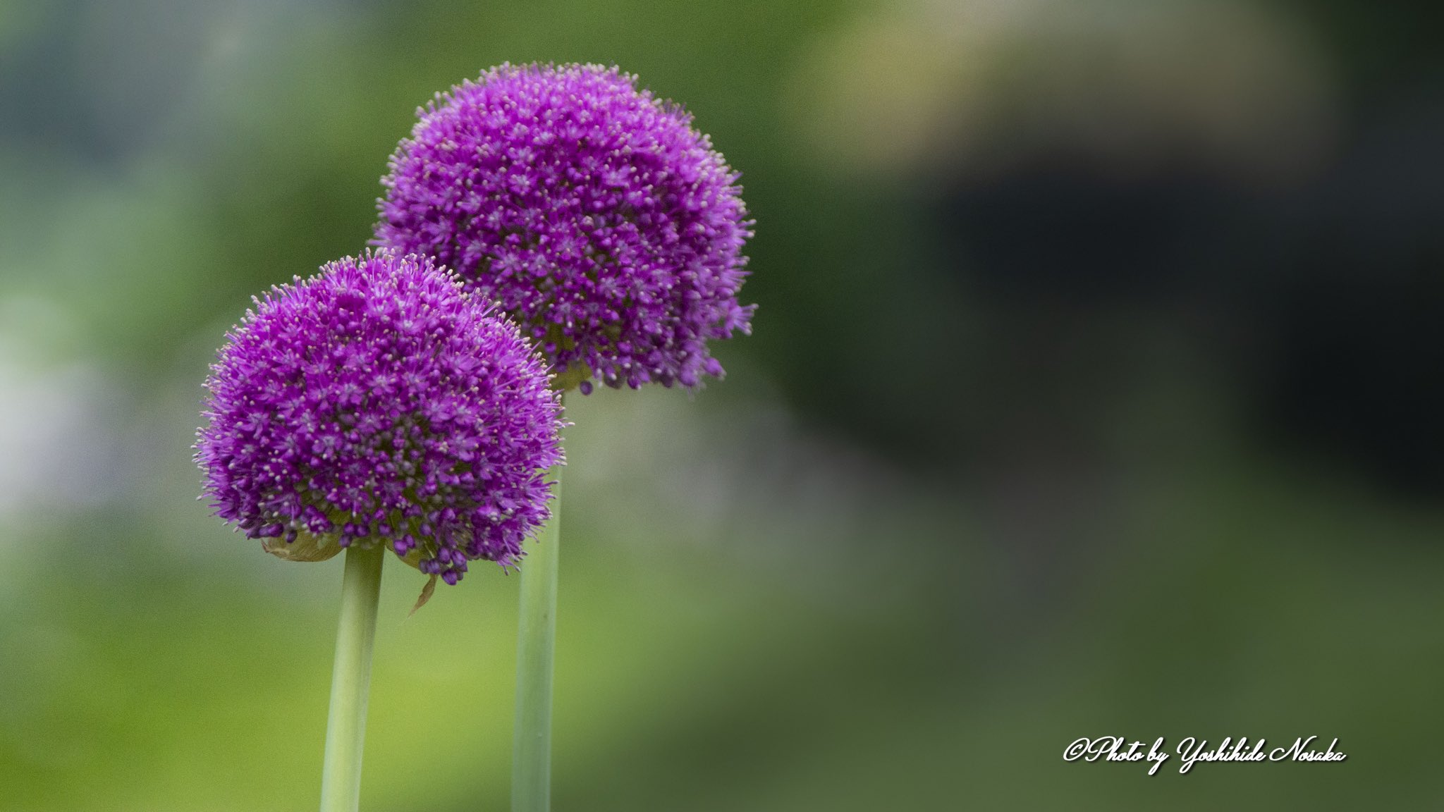 よしひで ネギ坊主のようなアリウムギガンチウム ネギ坊主 アリウムギガンチウム ムラサキ色 散形花序 紅紫色 ハナネギ 花 花撮り人 お写んぽ T Co Szffrdk39e Twitter