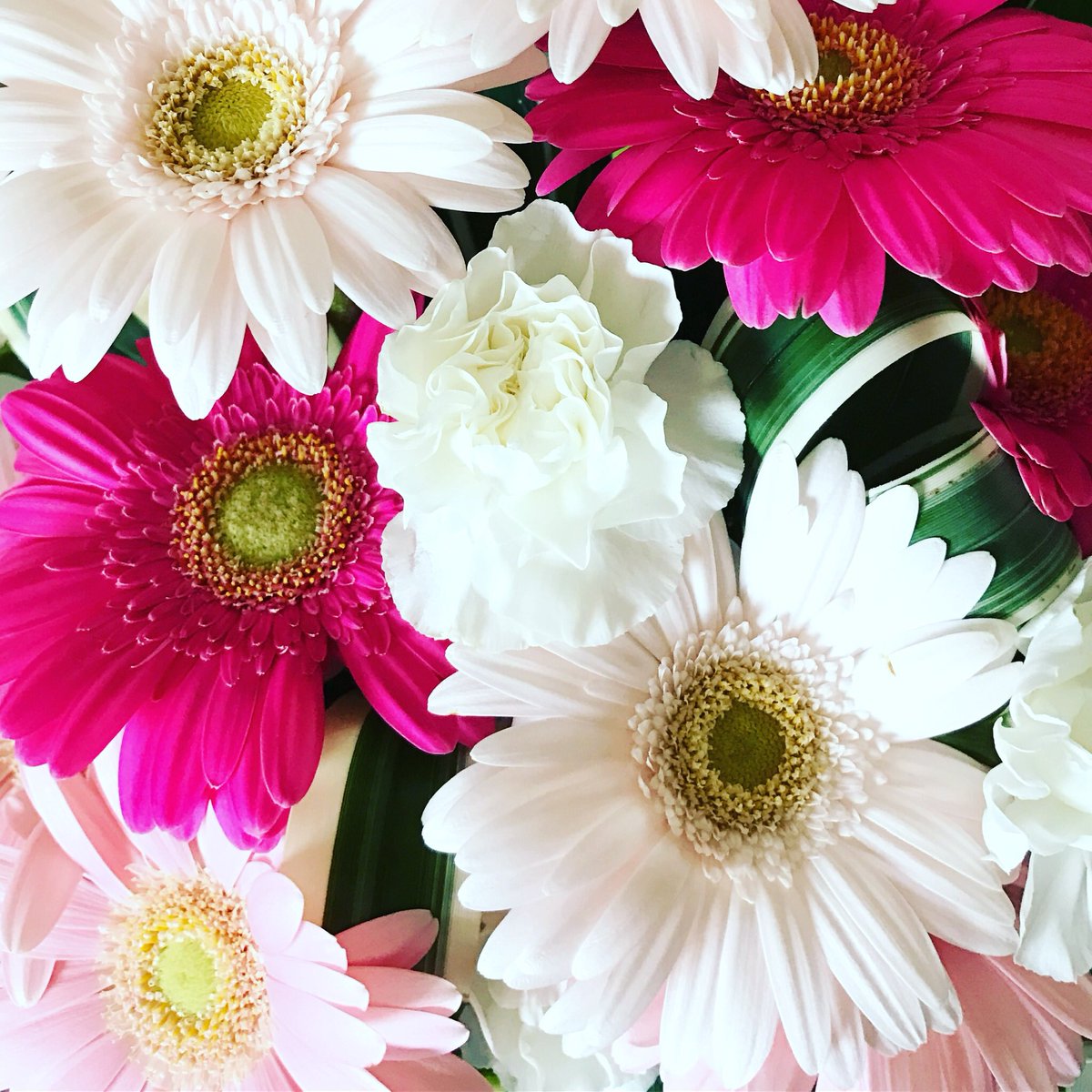 sa4l7night9a's tweet photo. Gerbera 🌸💕
#gerberas #pinkflower #flowers #whiterose #roses #pinkgerbera #sweetpink #sugarpink #flower #gerbera #花 #ガーベラ #薔薇
#ピンクと白 #ピンク #バラ #美 #花束 #ガーベラの花 https://t.co/NmPFFA1EzY