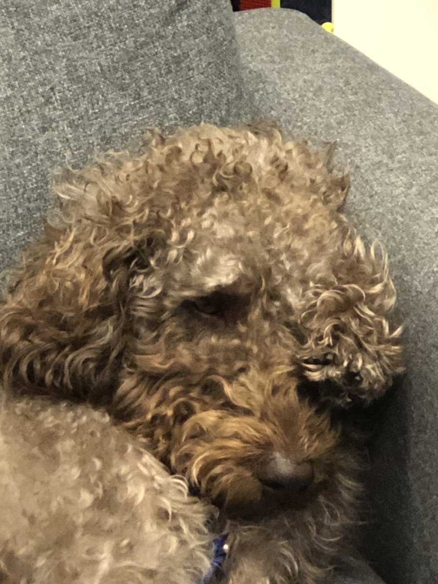 finn_support's tweet photo. Even the school support dog needs a day every now and then! https://t.co/dFj9tTC4u2