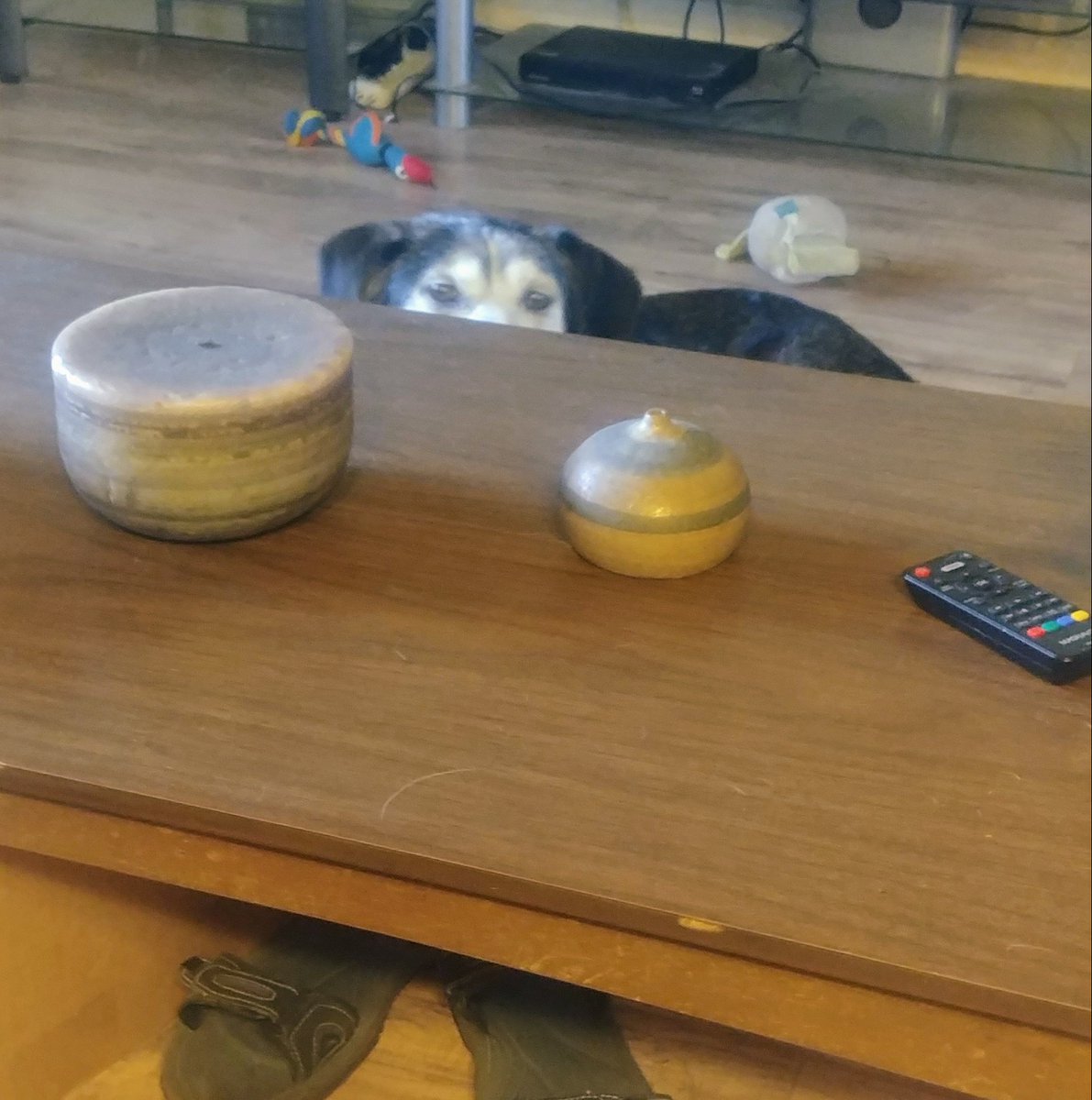 jztkddng's tweet photo. Eating dinner... I look up and this is what I see. #spydog #stalkerdog https://t.co/79Y9DETXtU