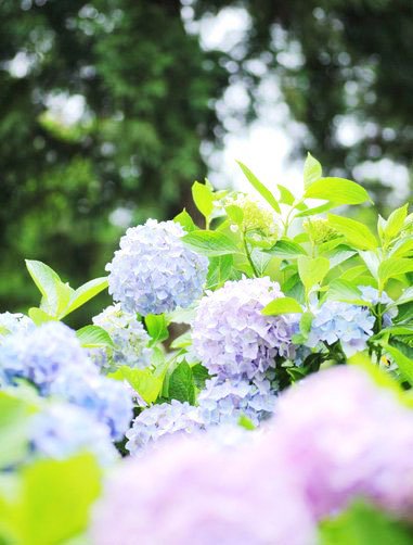 暦生活 こよみせいかつ のお月くん 旬の花 紫陽花 あじさい 紫陽花は梅雨時を象徴する日本固有の花です 万葉集 にも名前が出てくるほど古くから知られています 鎌倉時代に園芸化されて 江戸時代には一般的な庭園植物となりました サイト暦