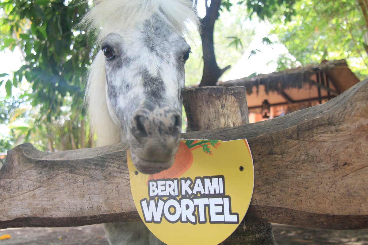 Jika tertinggal jadwal feeding time, pengunjung dapat memberi makan satwa jinak di Petting Zone. Makanan disediakan oleh petugas