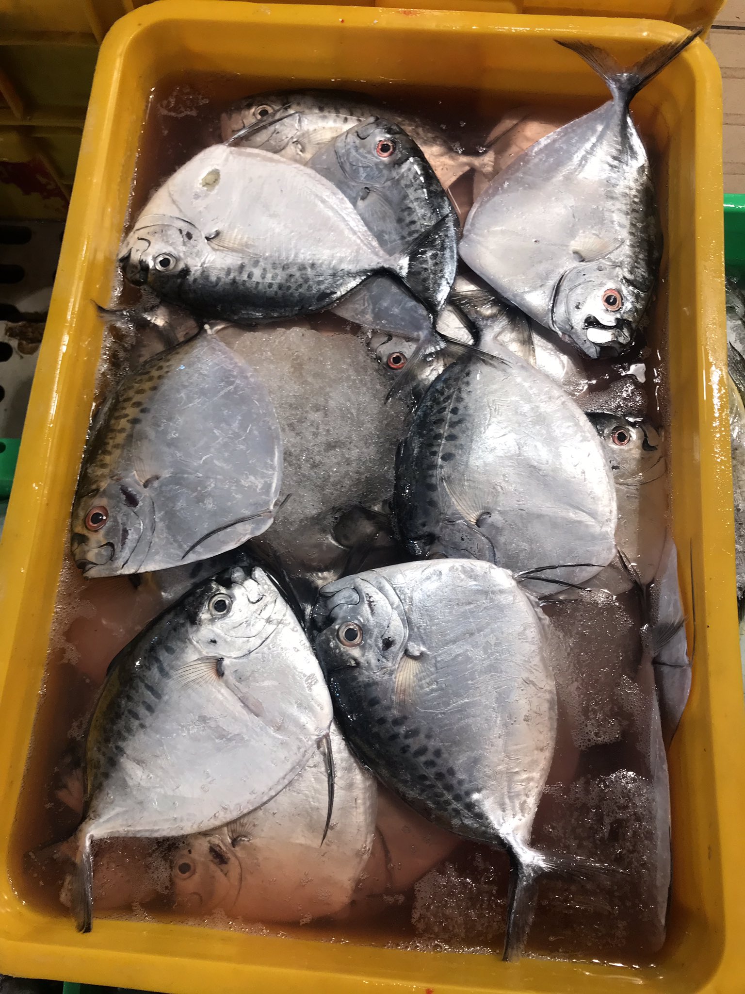 Takuベトナム起業 これがビンディエン市場で一番平たい魚です 絶対 3枚におろせない自信ある T Co A3ddi86yv7 Twitter
