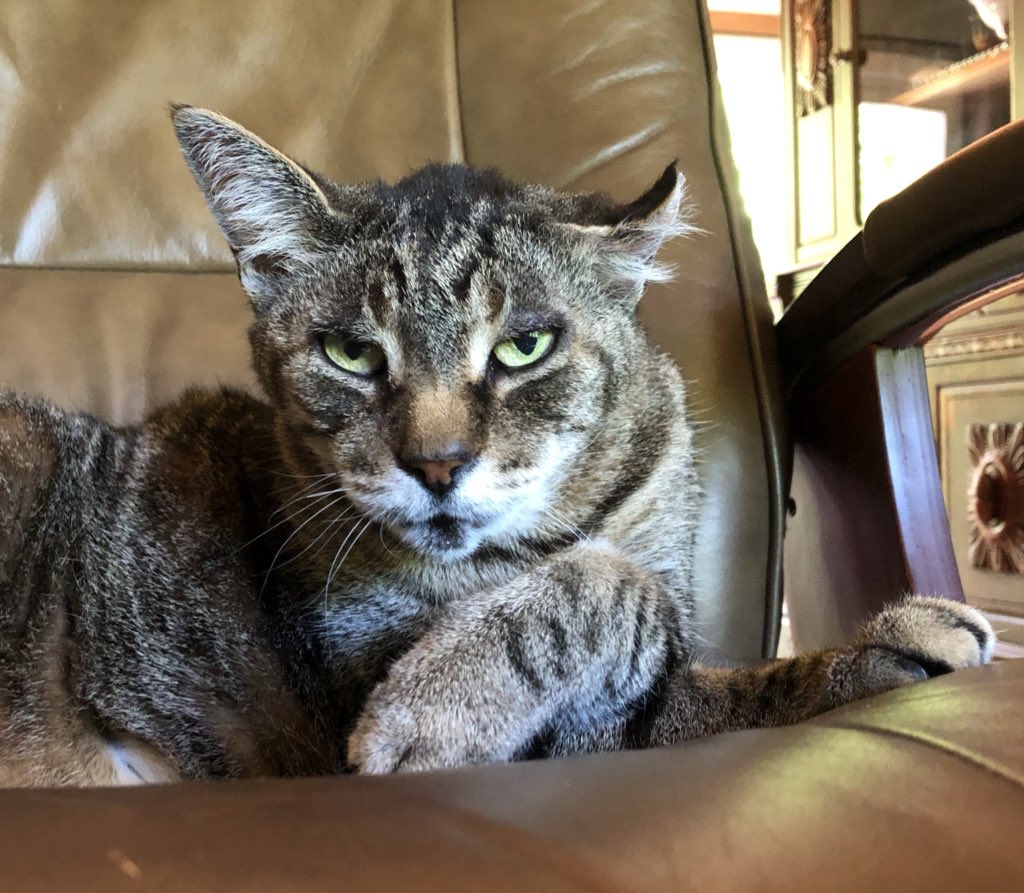 KeitherKeith's tweet photo. 🌀🌀🌀🌀🌀🌀🌀🌀🌀🌀🌀🌀
Look into my eyes.
Look deep.
Do you see it?
It’s the weekend.
It’s finally here!! 🎉🎊🎉
Enjoy 😻
#KeithKnowsStuff
#HypnoKeithTherapy
🌀🌀🌀🌀🌀🌀🌀🌀🌀🌀🌀🌀 https://t.co/RroCmWRvmU