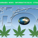 Image for the Tweet beginning: Breaking cannabis news stories related