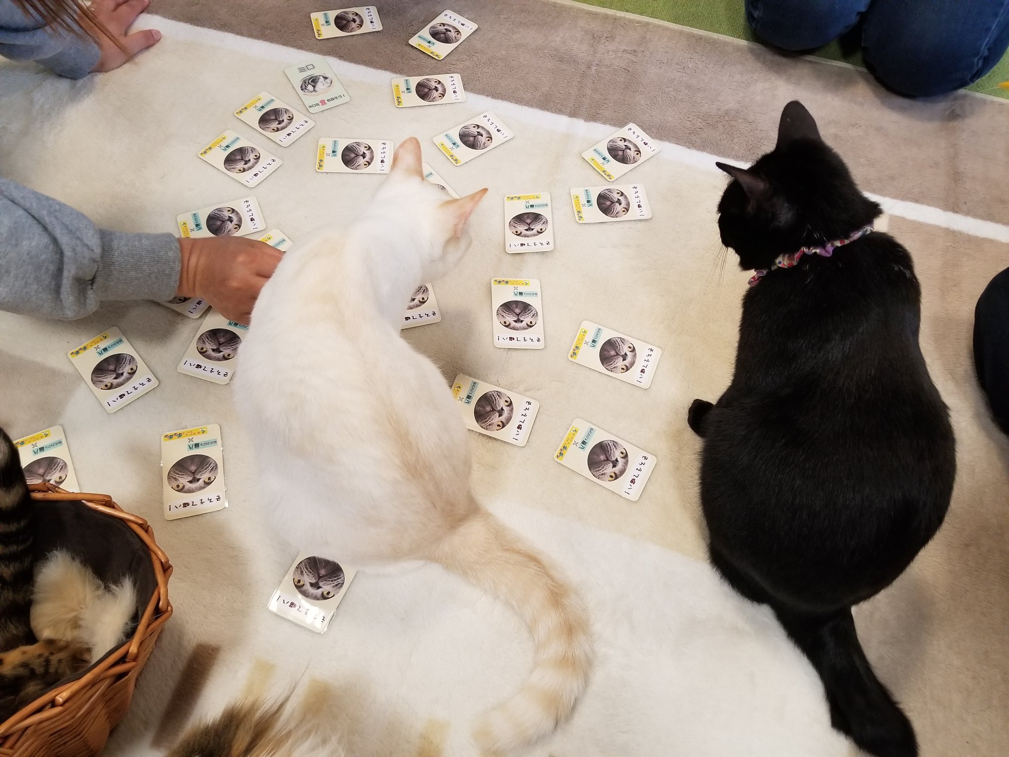 ねこカフェ 猫八 A Twitter ねこカフェ猫八 と ボードゲームスペース ポンポン の コラボカードゲーム そろえて猫八 めくったカードをそろえるだけ ねこカフェ内にありますので お楽しみくださ い 青森 八戸 ねこカフェ 猫カフェ 猫八 猫 ねこ