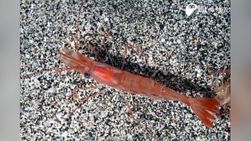 新江ノ島水族館 on Twitter:
