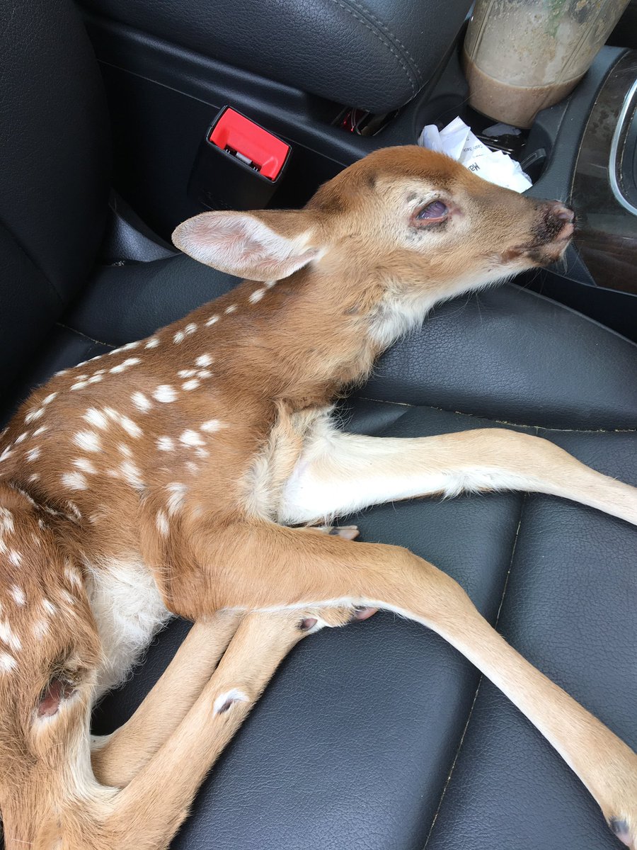 DaraLooney's tweet photo. If you need a pick-me-up, mom and I rescued a fawn today and are currently feeding it goat milk. That is all https://t.co/Ytq15davdH