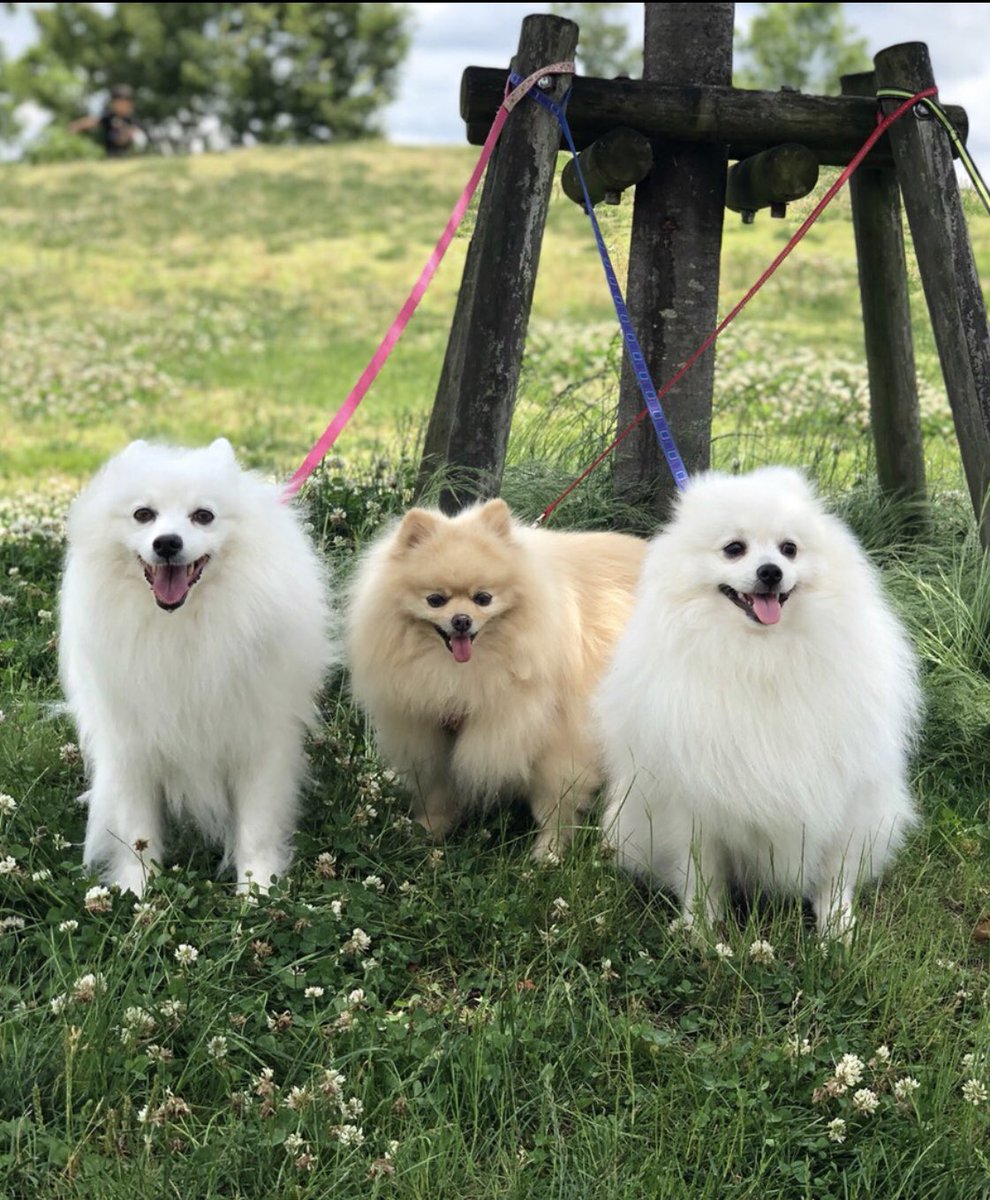ট ইট র ちぇこ 羊毛フェルト お友達スピちゃんと公園でバッタリ ポメは2匹のはずだけど だいち やっぱりスピサイズ ポメラニアン 巨大ポメ でかポメ